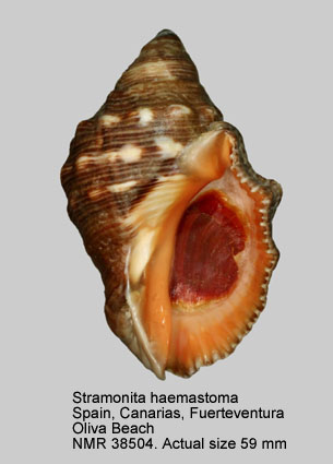 Stramonita haemastoma.jpg - Stramonita haemastoma(Linnaeus,1767)